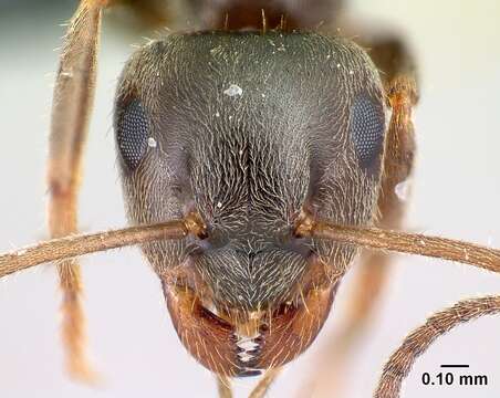 Image of Small black ant