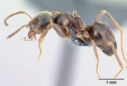 Image of Small black ant