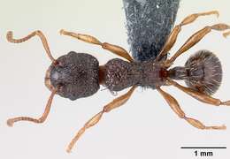 Imagem de Myrmica lobicornis Nylander 1846