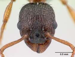 Imagem de Myrmica lobicornis Nylander 1846