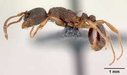 Imagem de Myrmica lobicornis Nylander 1846