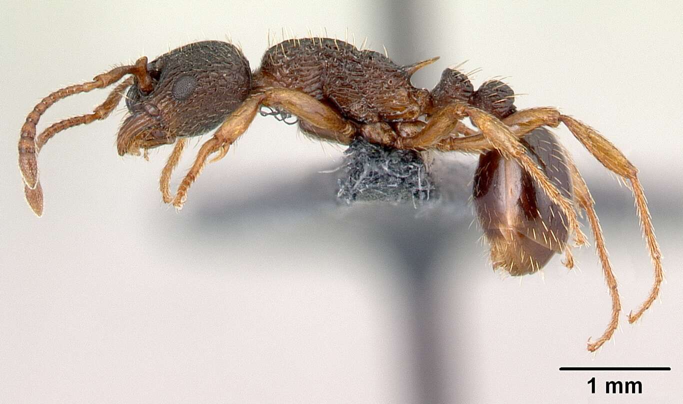 Imagem de Myrmica lobicornis Nylander 1846