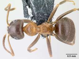 Image of Lasius emarginatus (Olivier 1792)