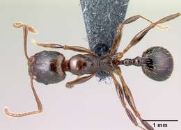 Image of Aphaenogaster subterranea (Latreille 1798)