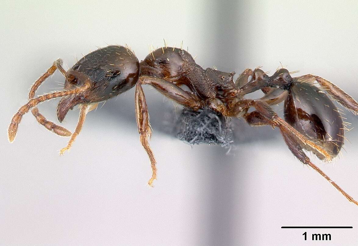 Image of Aphaenogaster subterranea (Latreille 1798)