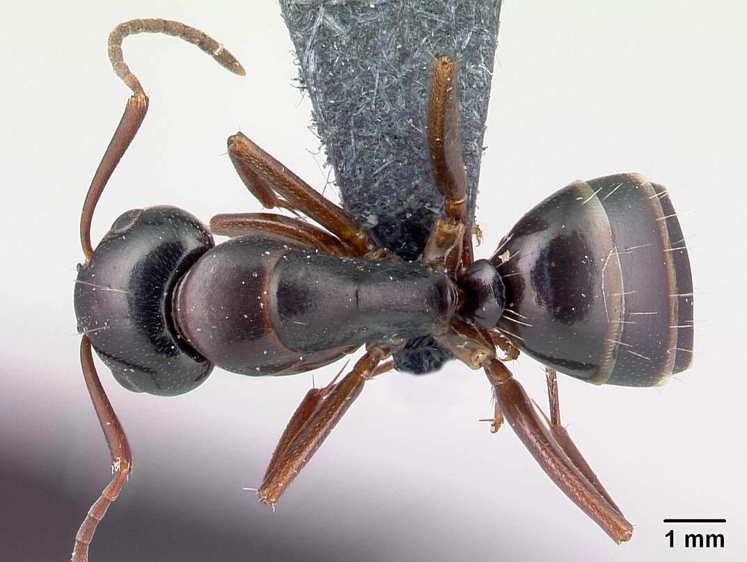 Image of Camponotus fallax (Nylander 1856)