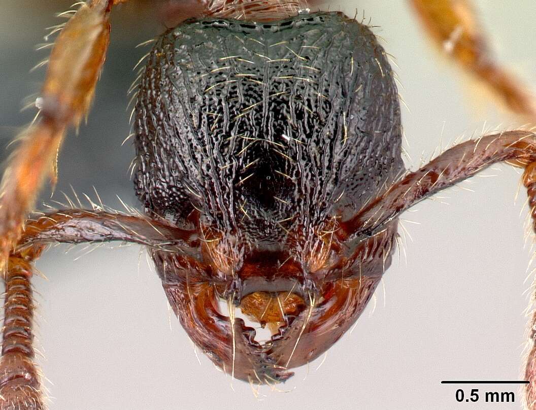 Image of Myrmecina graminicola (Latreille 1802)