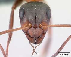 Image of Red-barbed ant