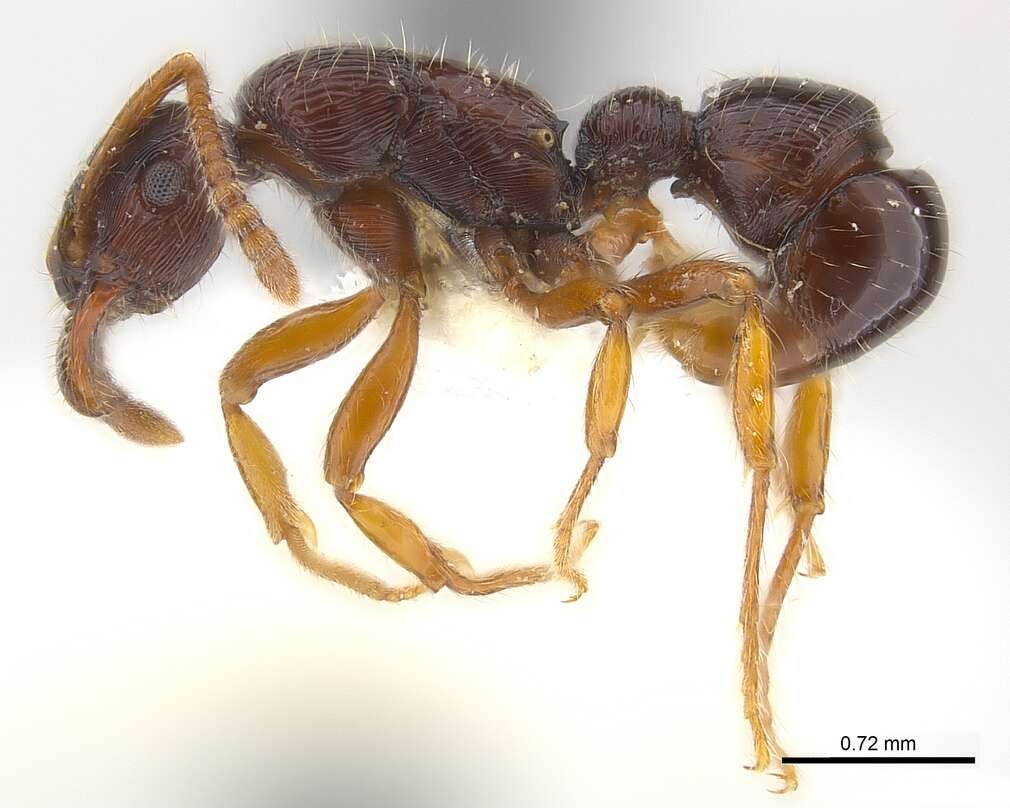 Image of Gnamptogenys ingeborgae Brown 1993