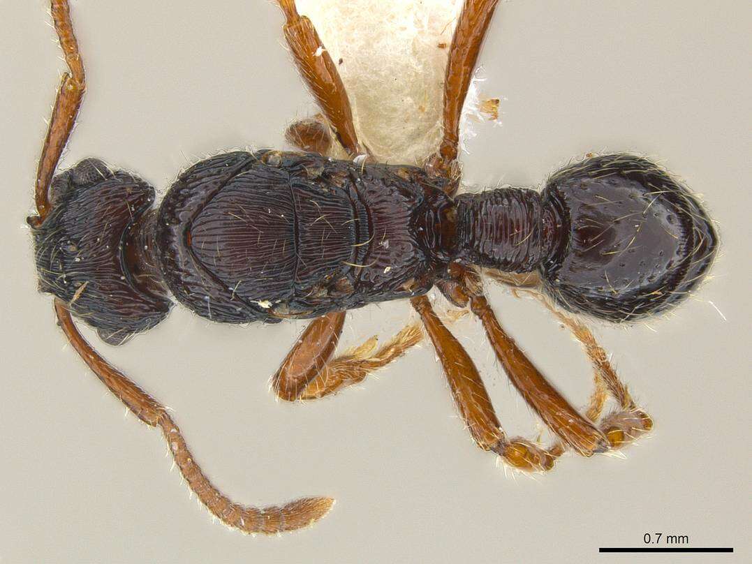 Image of Gnamptogenys ingeborgae Brown 1993