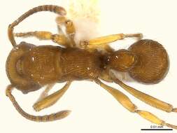 Image of Gnamptogenys brunnea