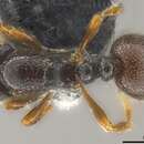 Image of Adelomyrmex hirsutus Mann 1921