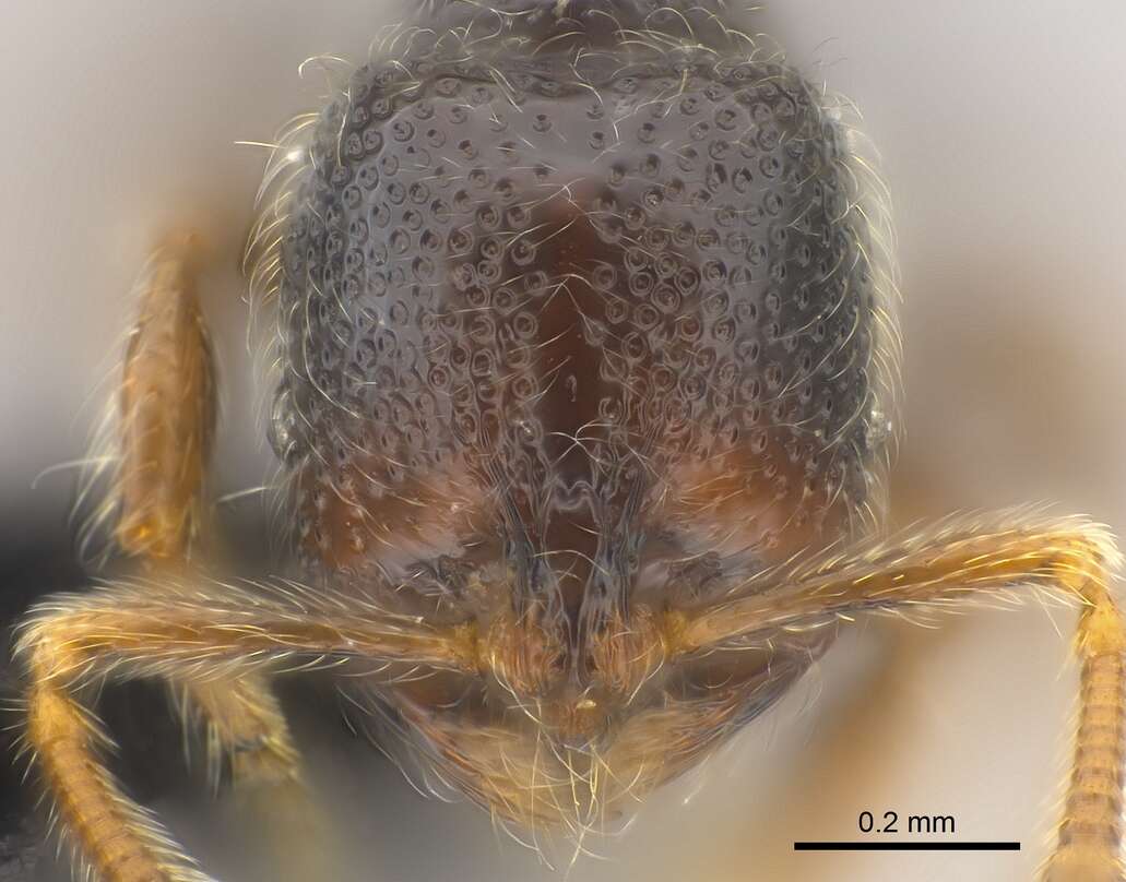 Image of Adelomyrmex hirsutus Mann 1921