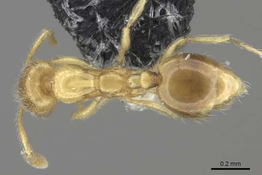 Syllophopsis sechellensis resmi