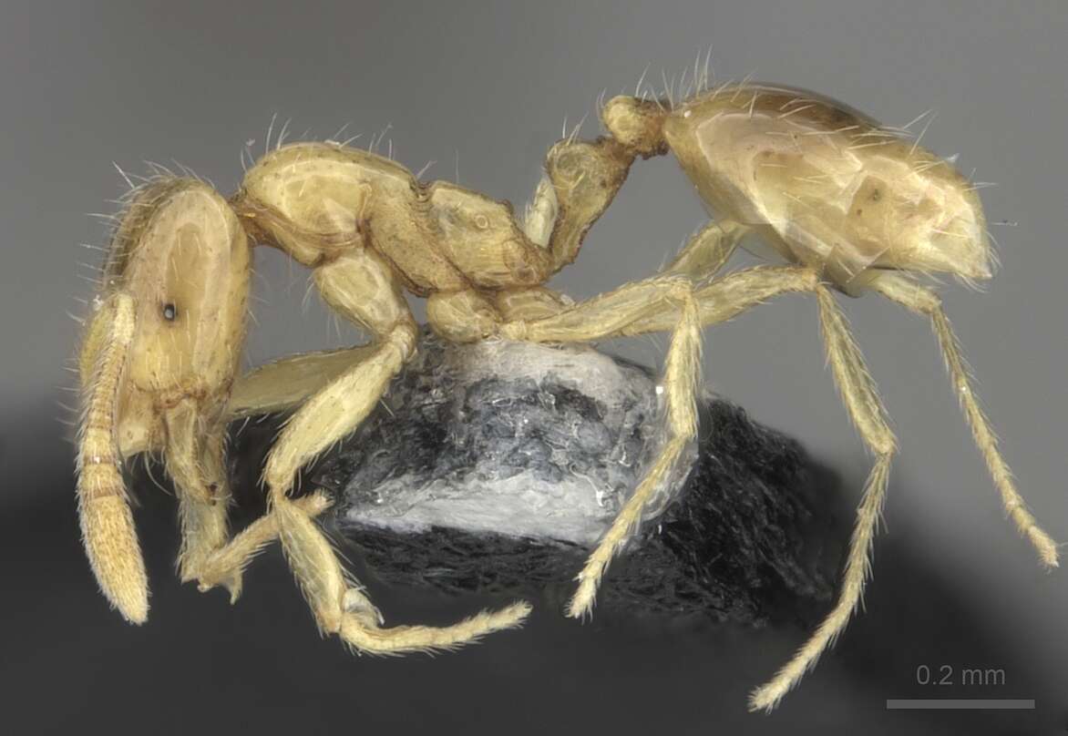 Syllophopsis sechellensis resmi