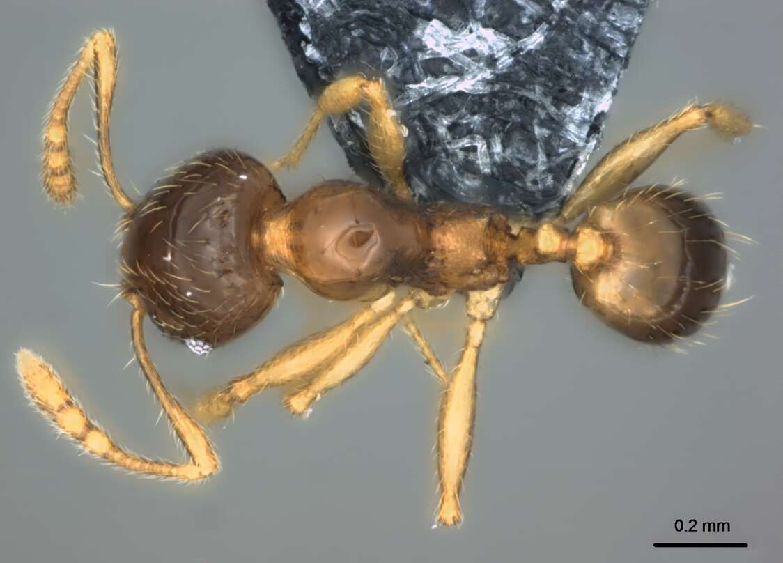 Image of Pheidole umbonata Mayr 1870