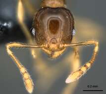 Image of Pheidole umbonata Mayr 1870