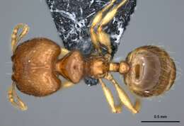 Image of Pheidole umbonata Mayr 1870