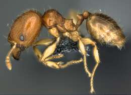 Image of Pheidole umbonata Mayr 1870