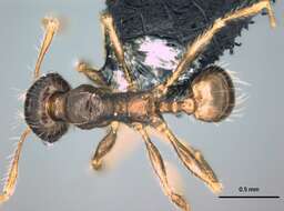 Image of Pheidole knowlesi Mann 1921