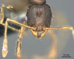 Image of Pheidole knowlesi Mann 1921