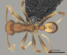 Pheidole caldwelli Mann 1921 resmi