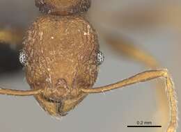 Pheidole caldwelli Mann 1921 resmi