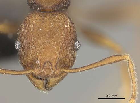 Image of Pheidole caldwelli Mann 1921