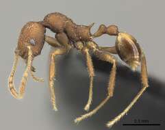 Pheidole caldwelli Mann 1921 resmi