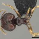 Image of Pheidole vatu Mann 1921