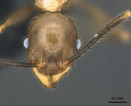 Image of Pheidole oceanica Mayr 1866