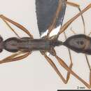Image of Odontomachus angulatus Mayr 1866