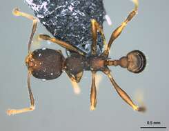 Pheidole caldwelli Mann 1921 resmi