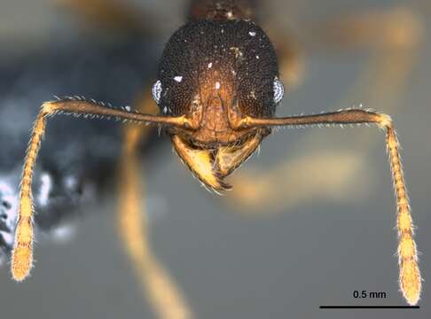 Image of Pheidole caldwelli Mann 1921