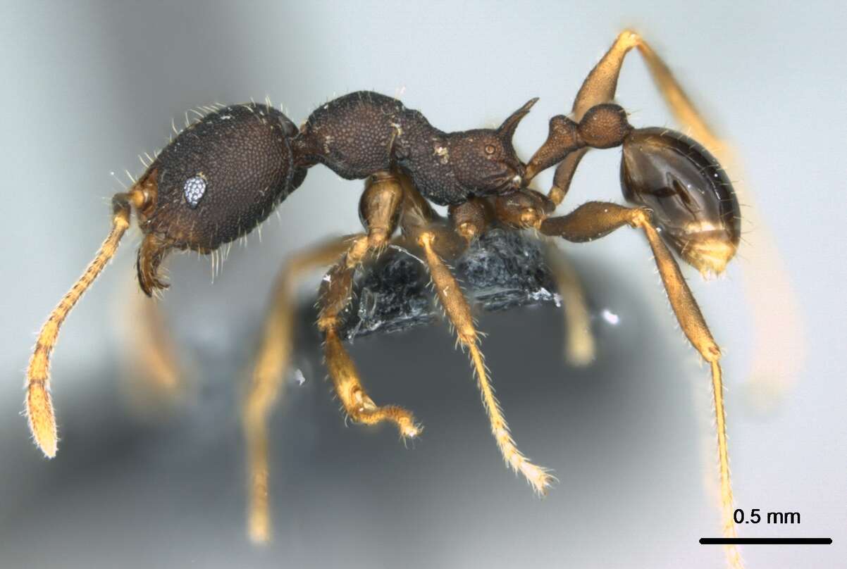 Pheidole caldwelli Mann 1921 resmi