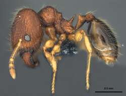 Image of Pheidole onifera Mann 1921