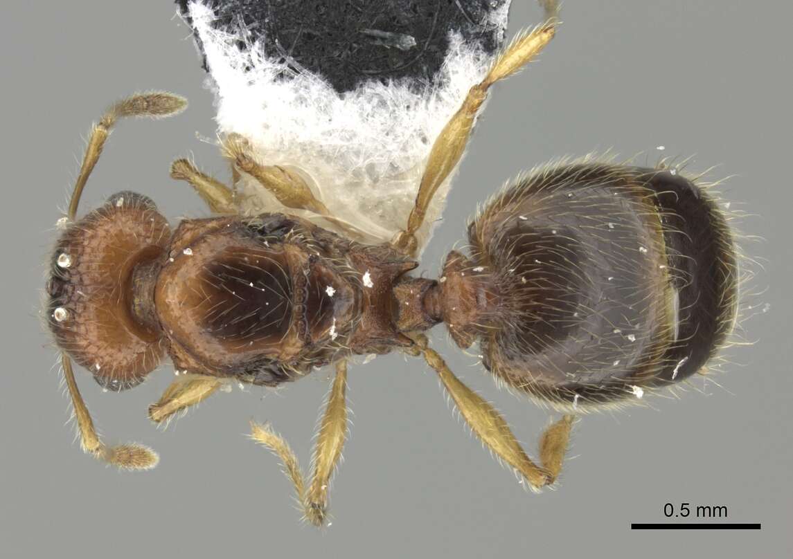 Image of Pheidole onifera Mann 1921