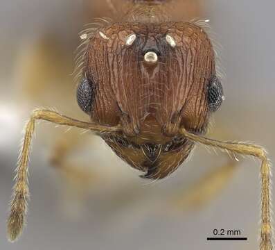 Image of Pheidole onifera Mann 1921