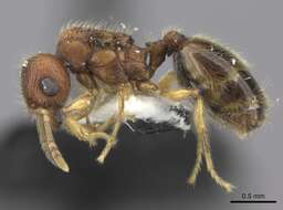 Image of Pheidole onifera Mann 1921