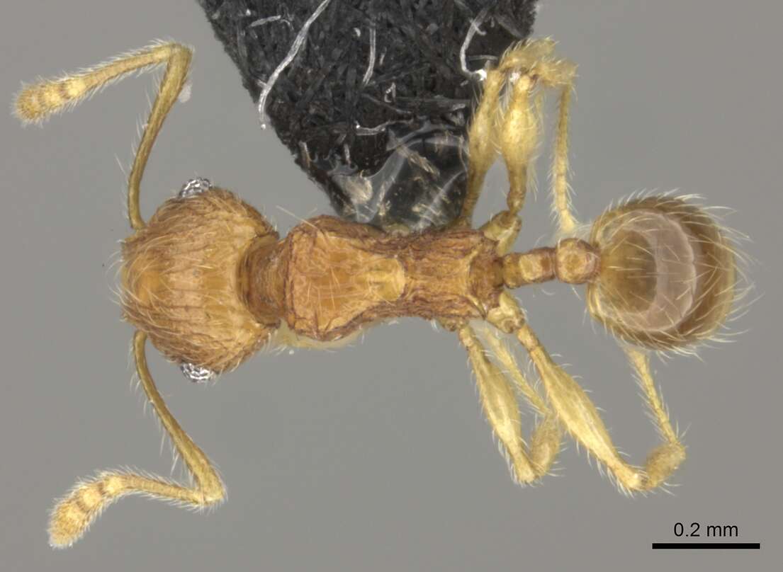 Image of Pheidole onifera Mann 1921