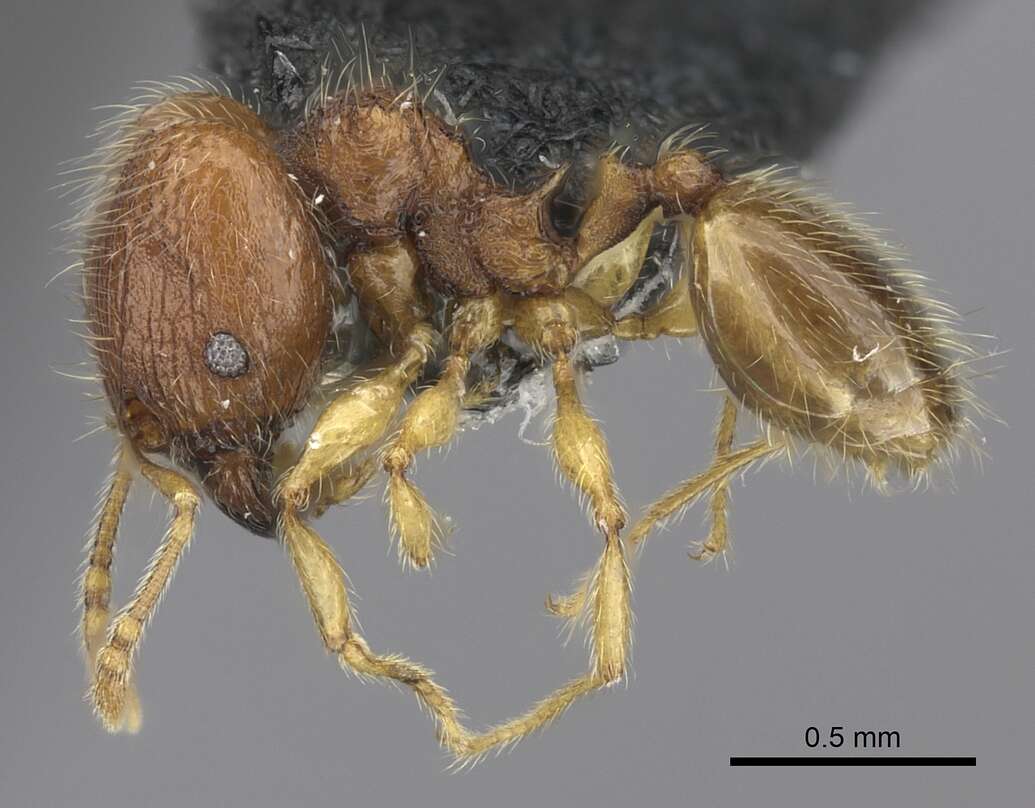 Image of Pheidole onifera Mann 1921