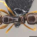 Image of Hypoponera monticola (Mann 1921)