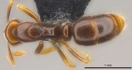 Image of Hypoponera pruinosa (Emery 1900)