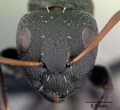 Image of Camponotus grandidieri Forel 1886