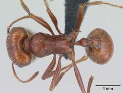 Слика од <i>Pogonomyrmex mohavensis</i> Johnson