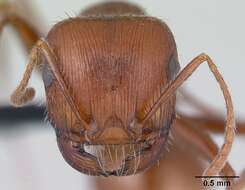 <i>Pogonomyrmex mohavensis</i> Johnson resmi