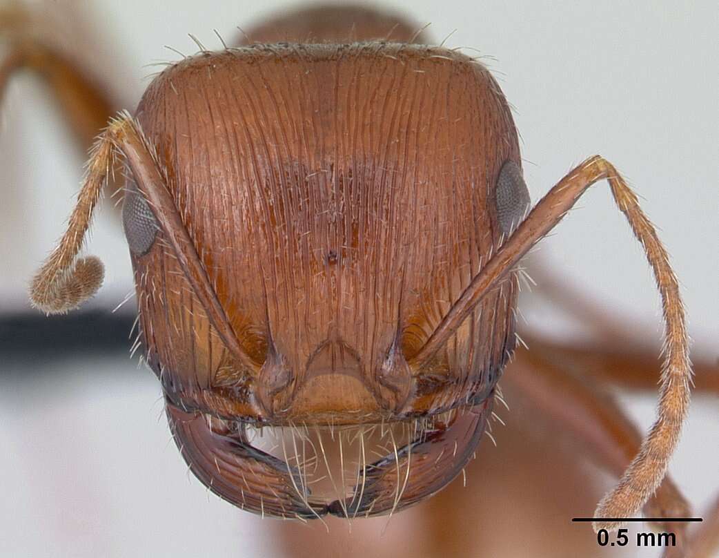 Слика од <i>Pogonomyrmex mohavensis</i> Johnson