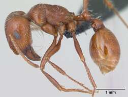 Слика од <i>Pogonomyrmex mohavensis</i> Johnson