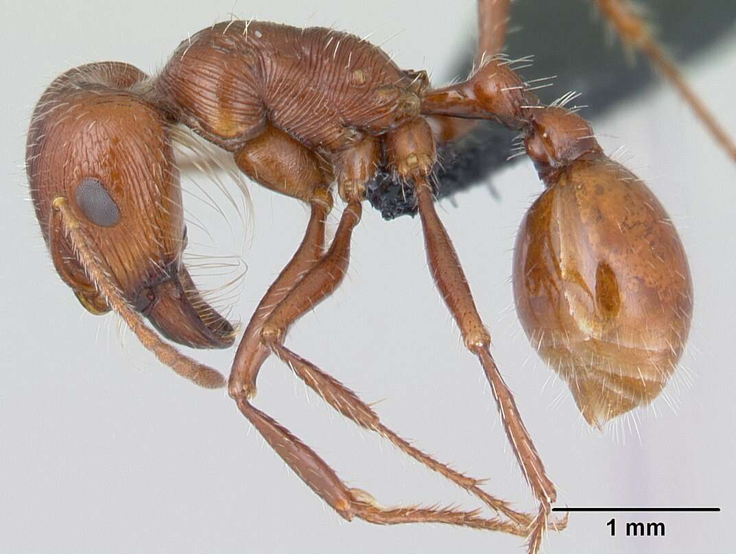 <i>Pogonomyrmex mohavensis</i> Johnson resmi