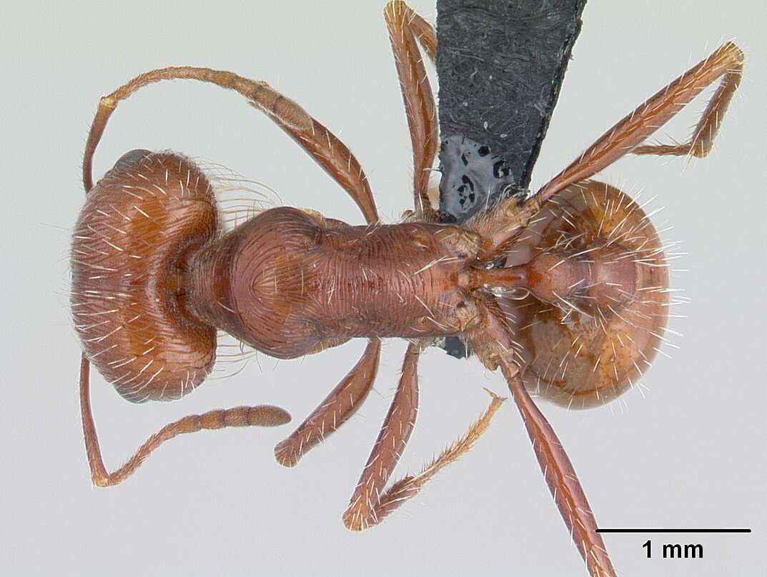 <i>Pogonomyrmex mohavensis</i> Johnson resmi